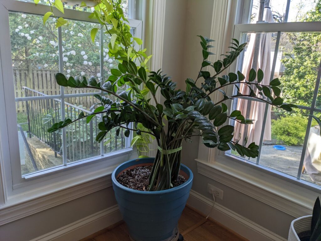 ZZ Plant after pruning