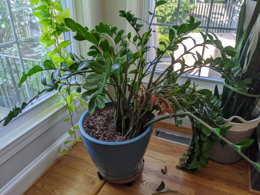 ZZ Plant Pruning