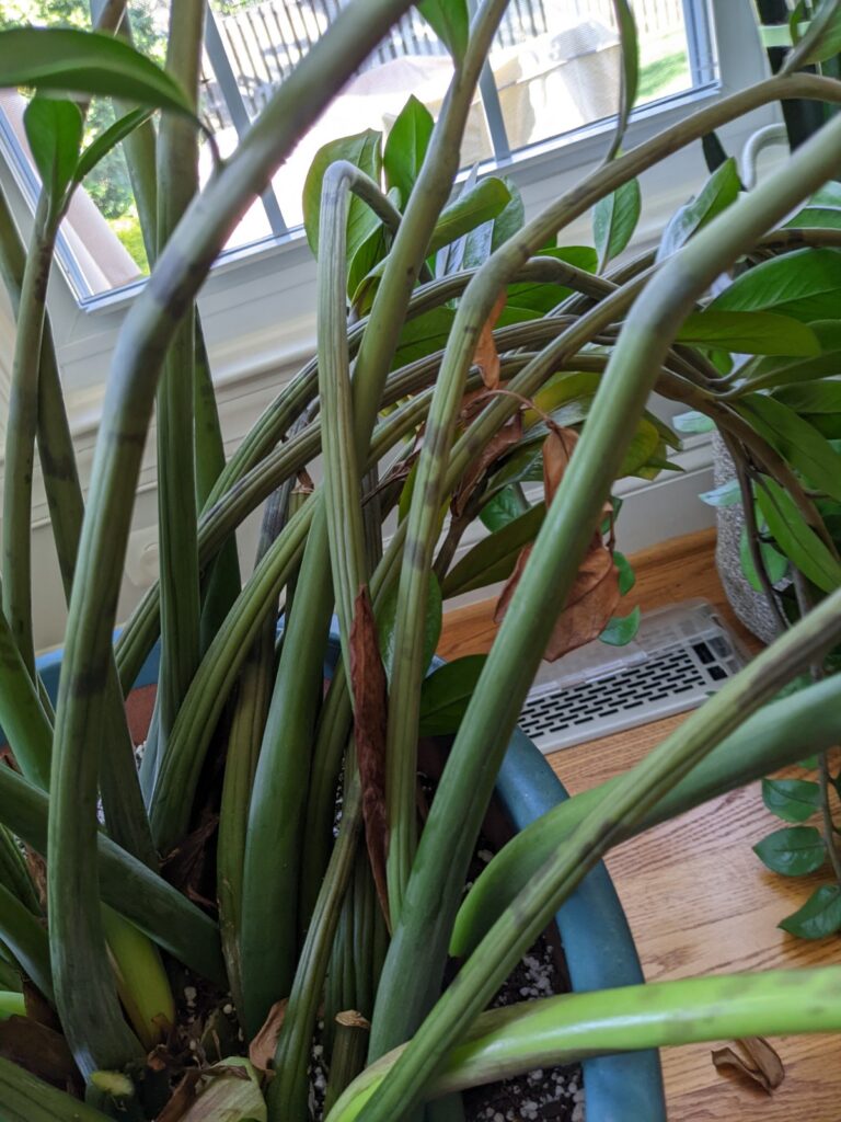 ZZ Plant wrinkled stems