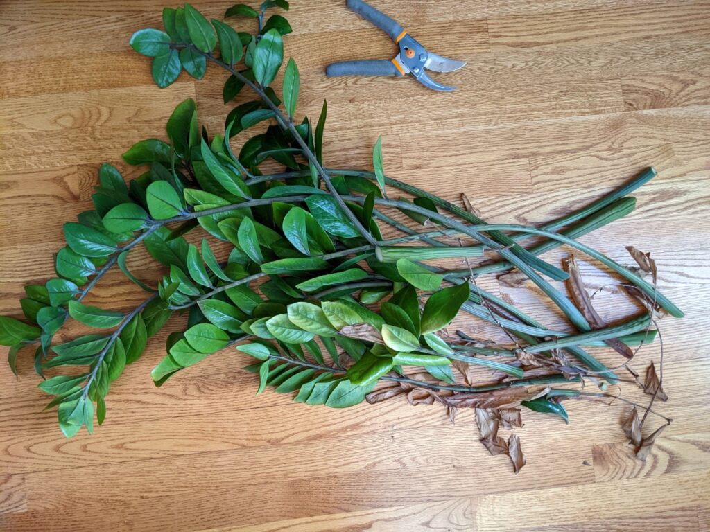 ZZ Plant pruned stems