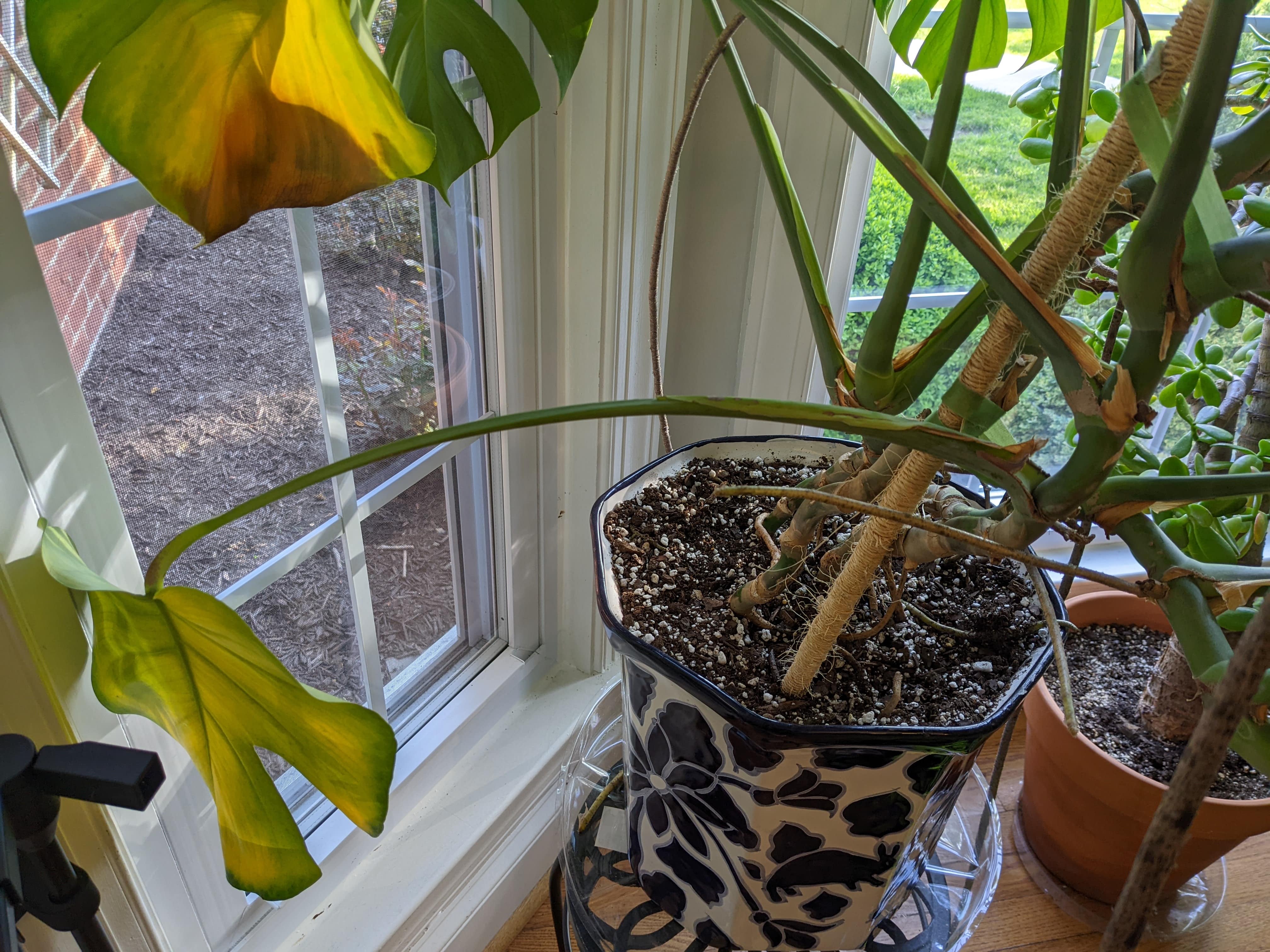 Monstera leaves yellow