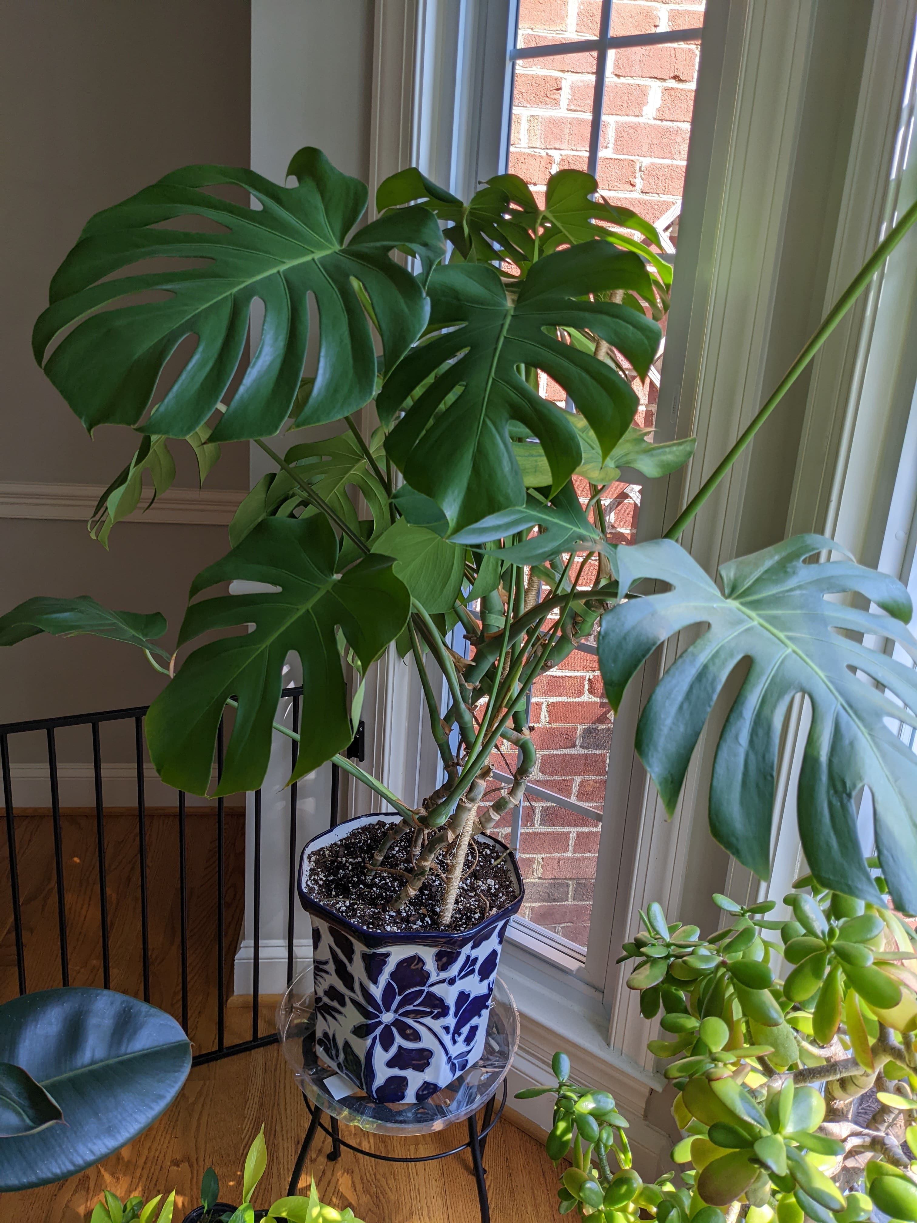 Monstera growing upright