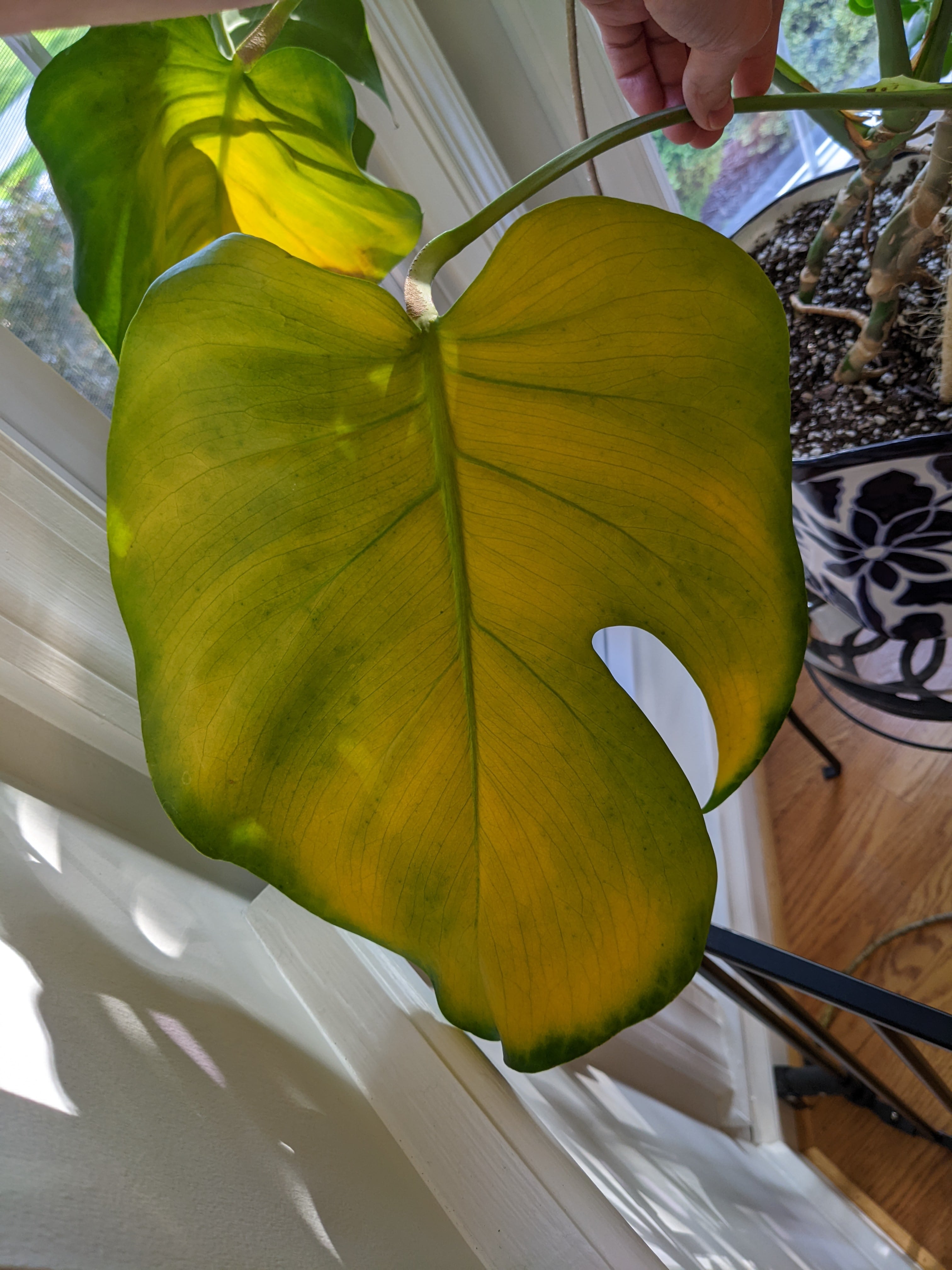 monstera yellow with green edges