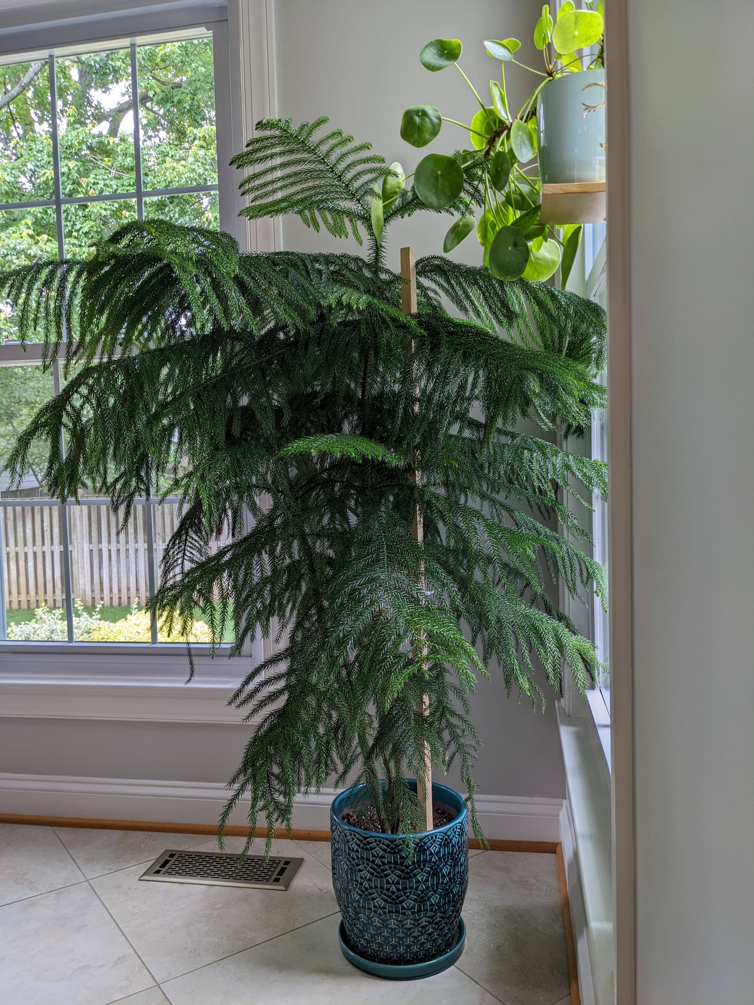 Norfolk Island Pine