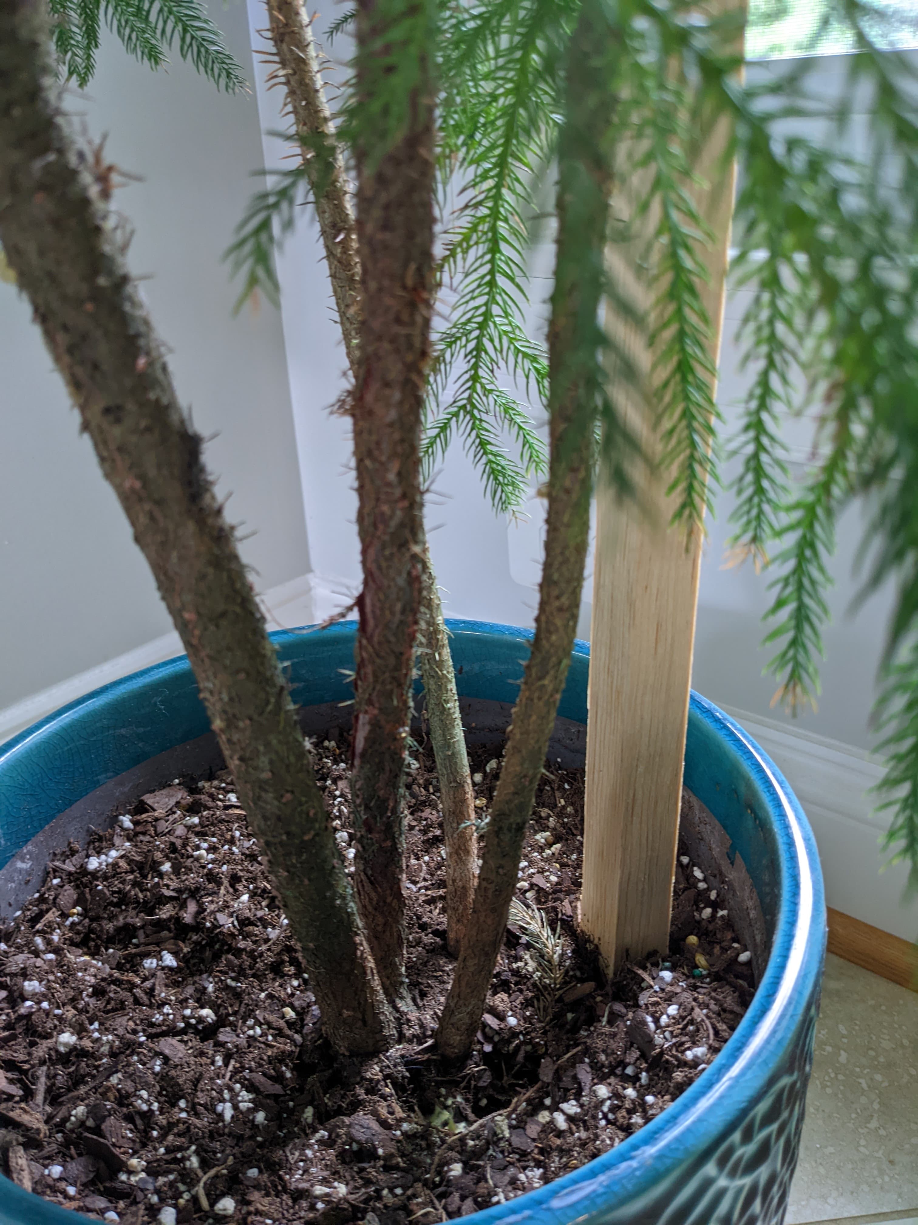 Norfolk Island Pine multiple trunks