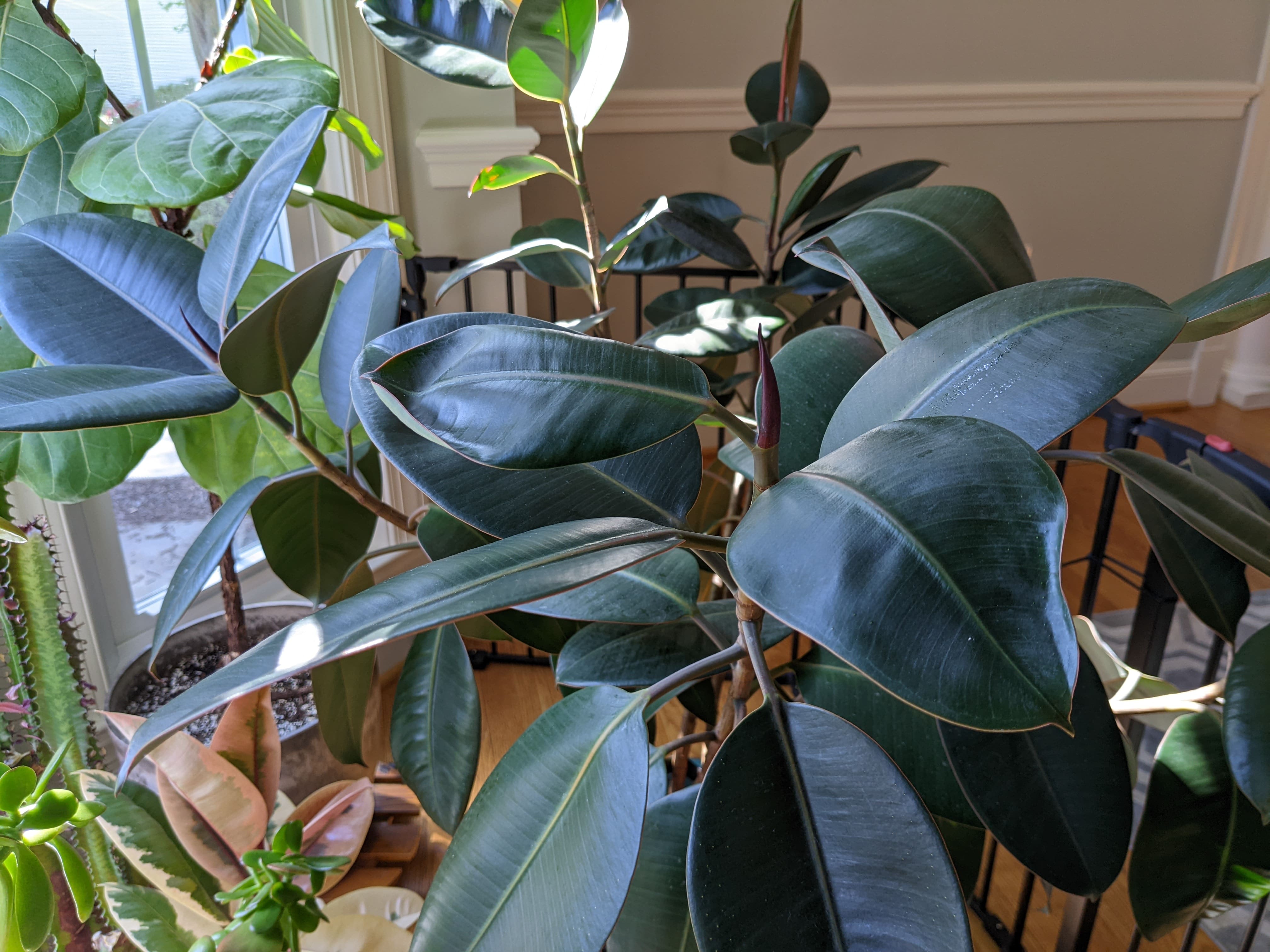 rubber tree leaves curling