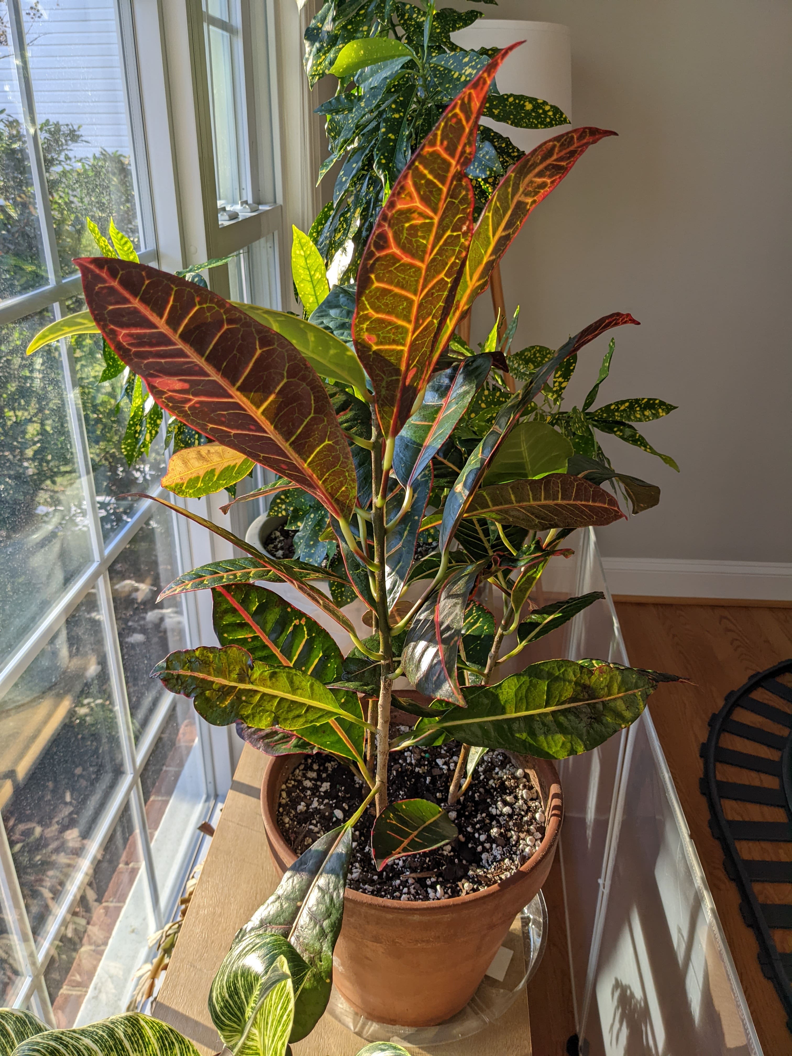 after watering croton petra