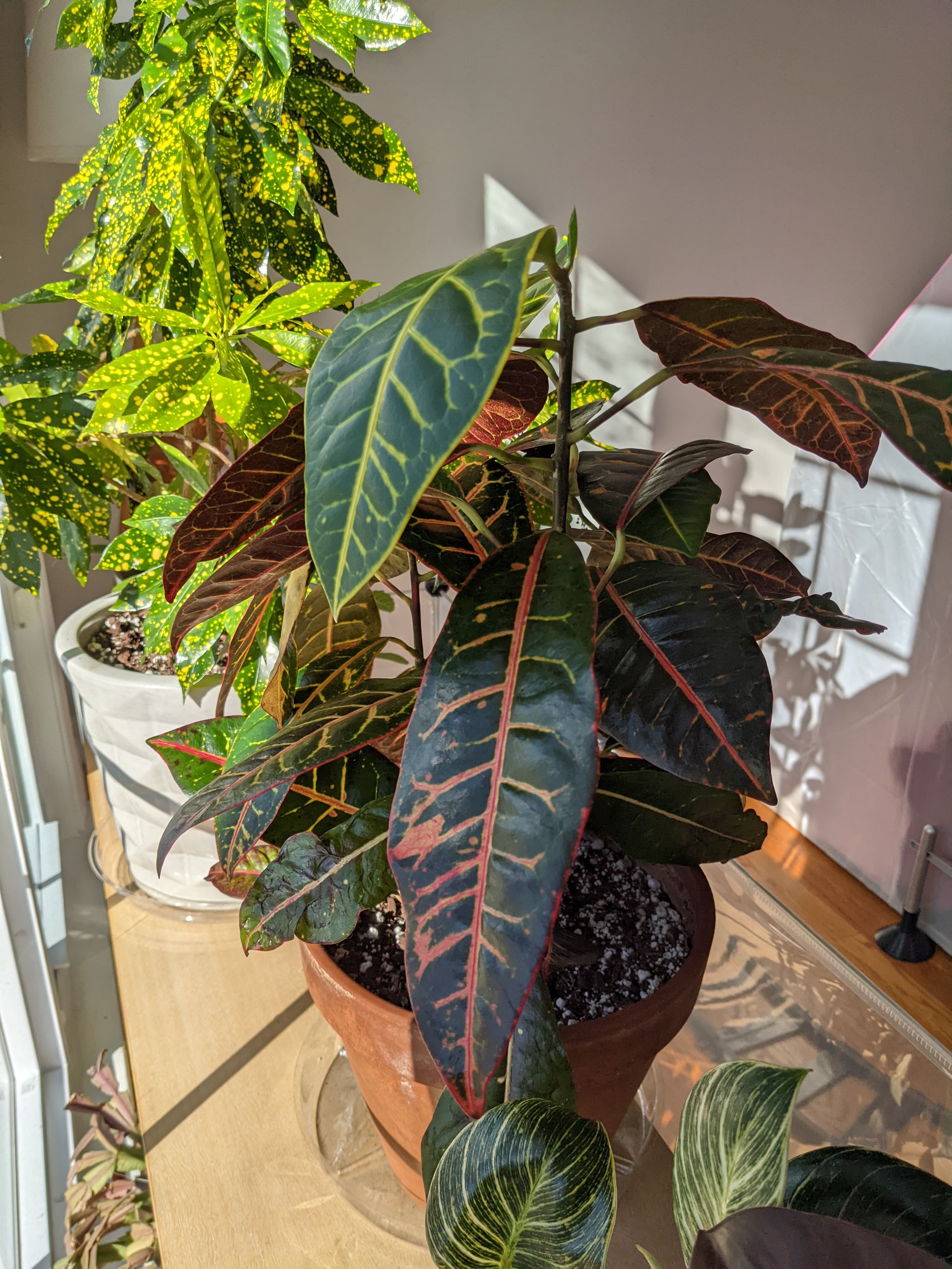 Croton petra leaves drooping