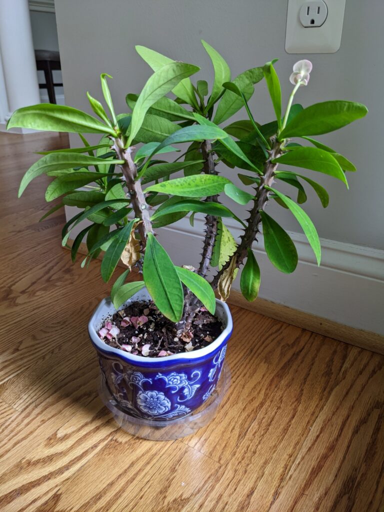 crown of thorns plant losing leaves