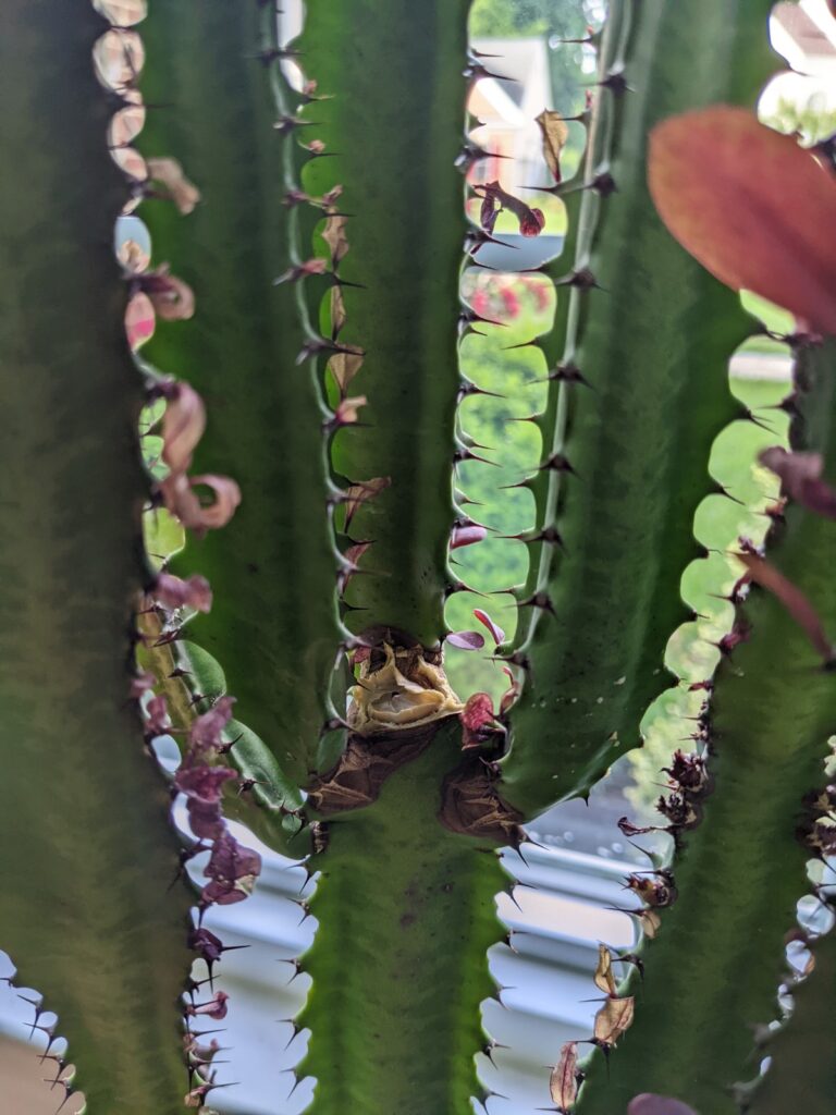 euphorbia trigona branching