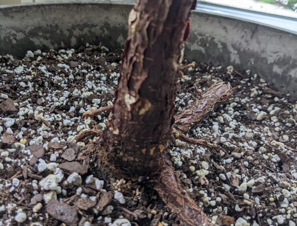 fiddle leaf fig aerial roots