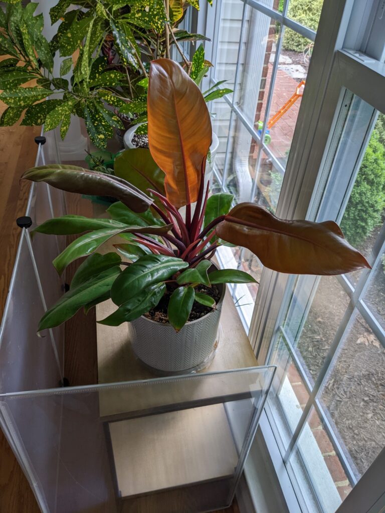 prince of orange philodendron care