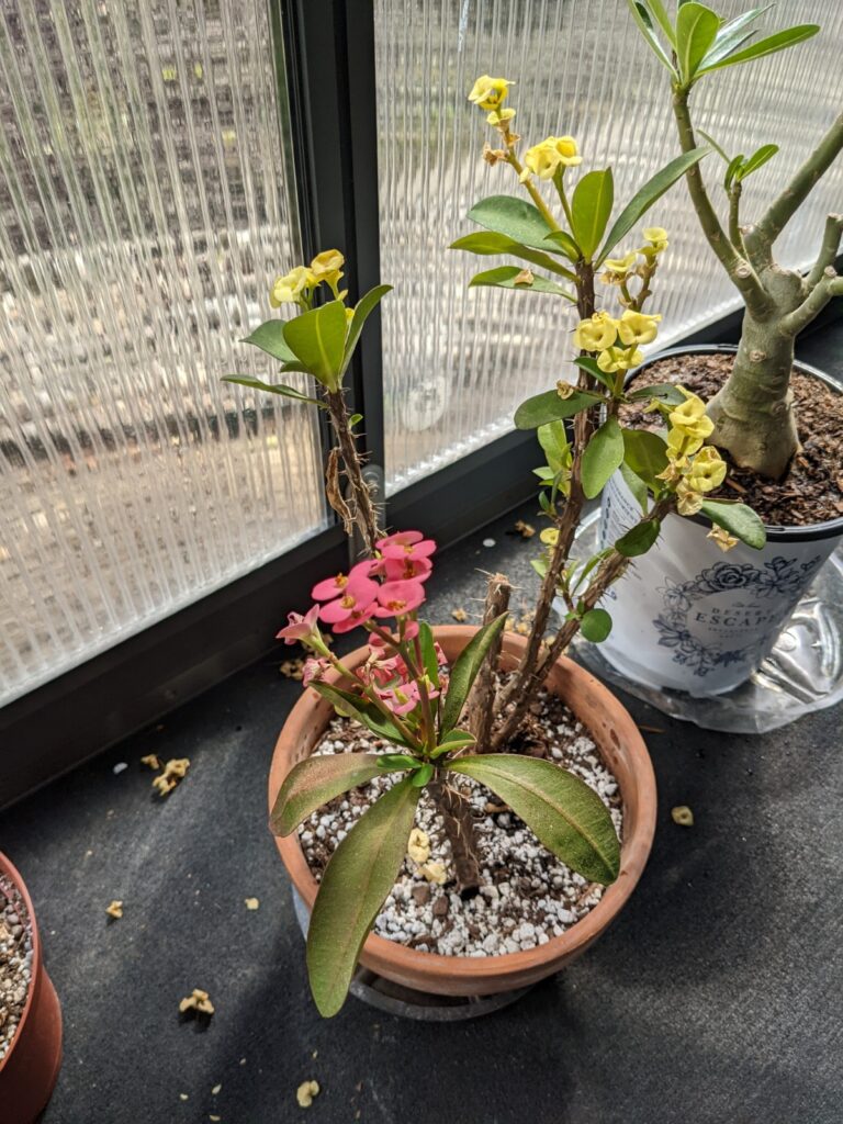 crown of thorns flower