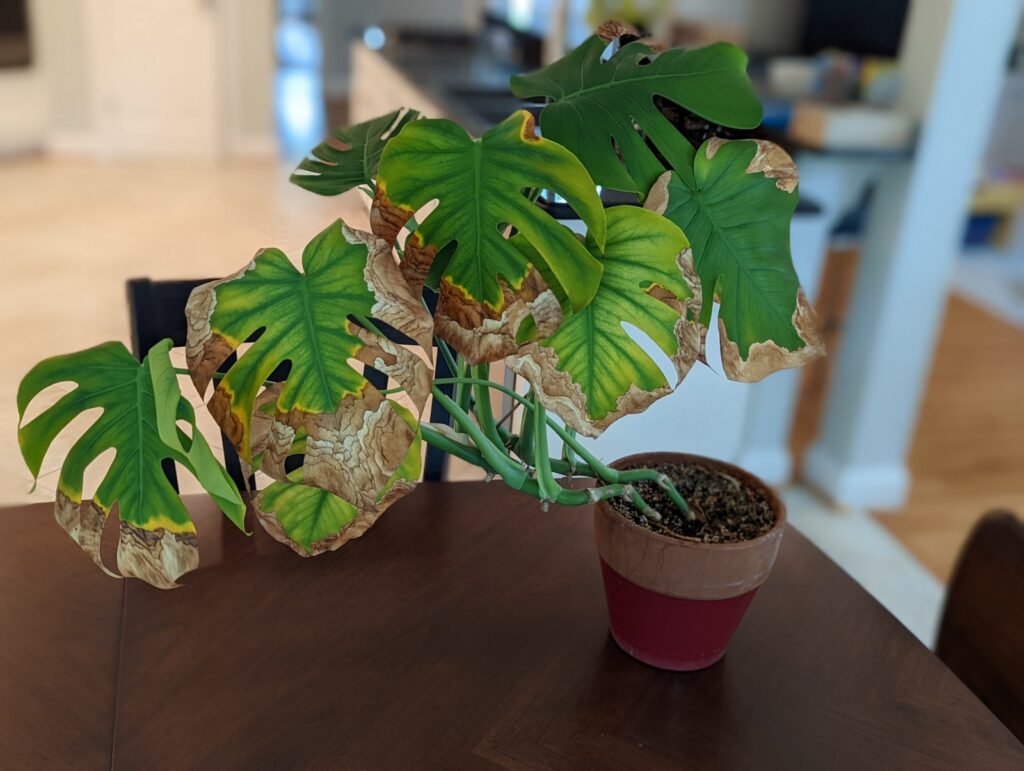 how often to water monstera