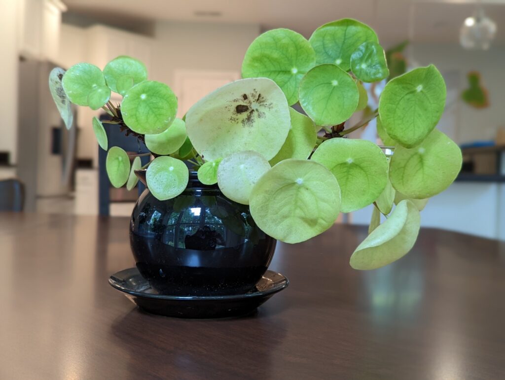 pilea fertilizer