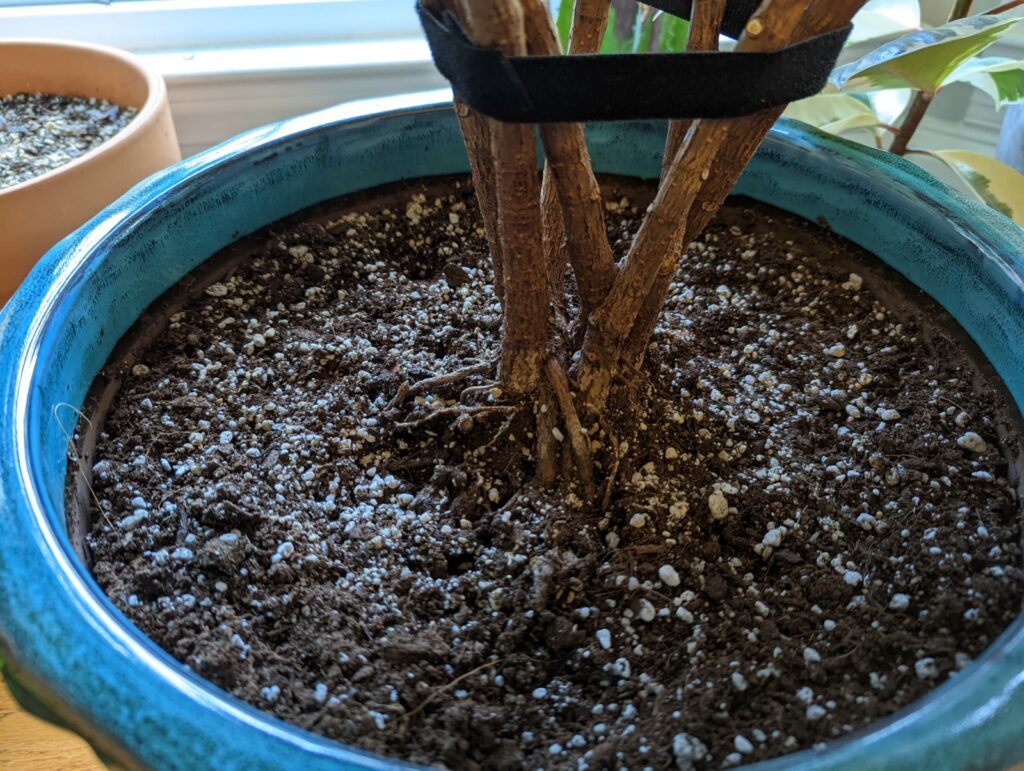 Rubber Tree aerial roots