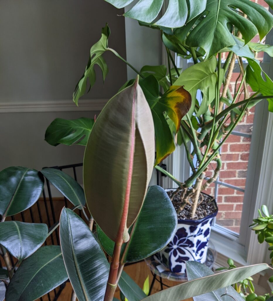 Ficus elastica leaf wrinkled