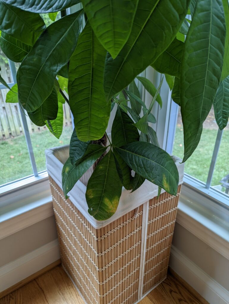 money tree leaves turning yellow