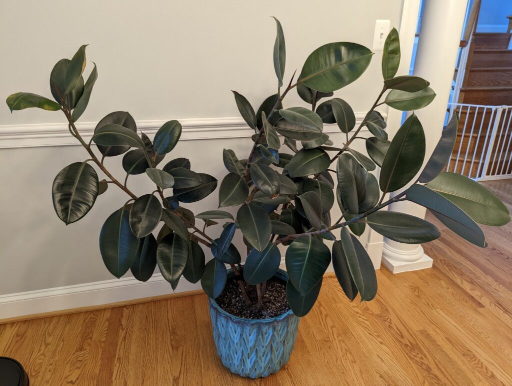 rubber plant indoor care