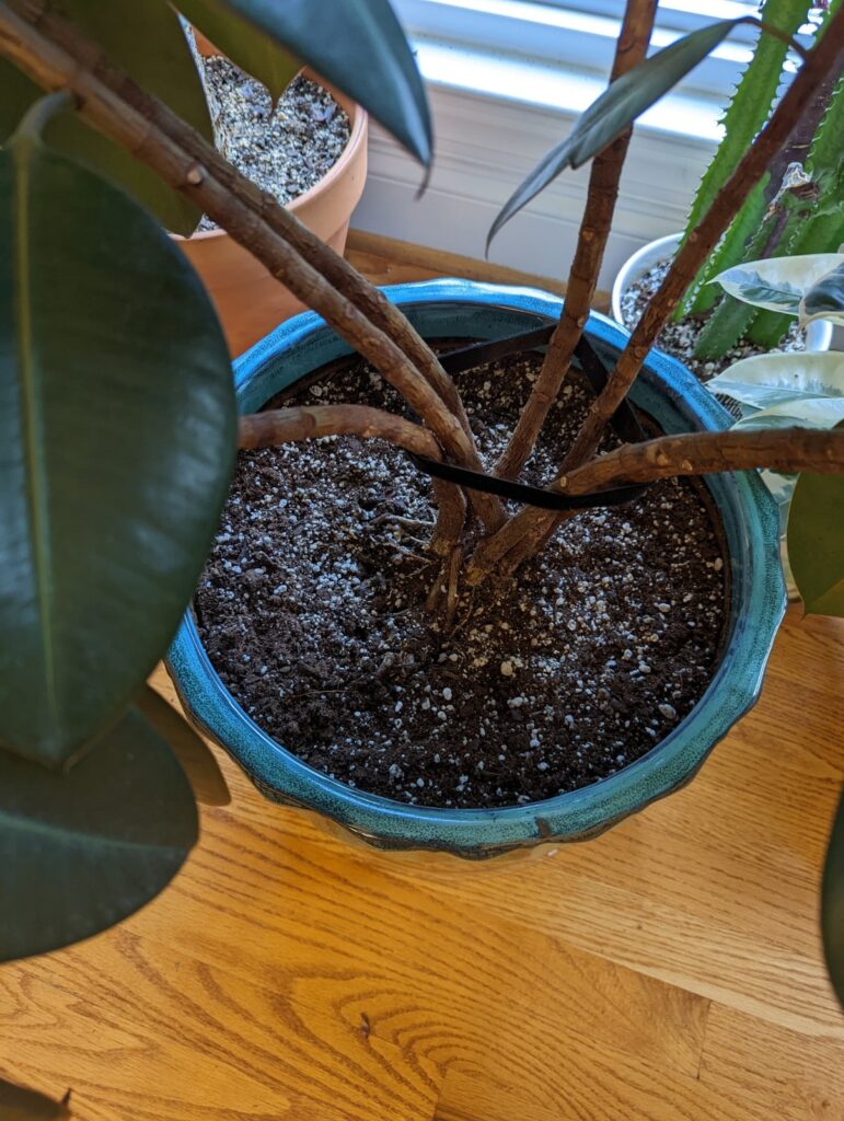 rubber plant roots above soil