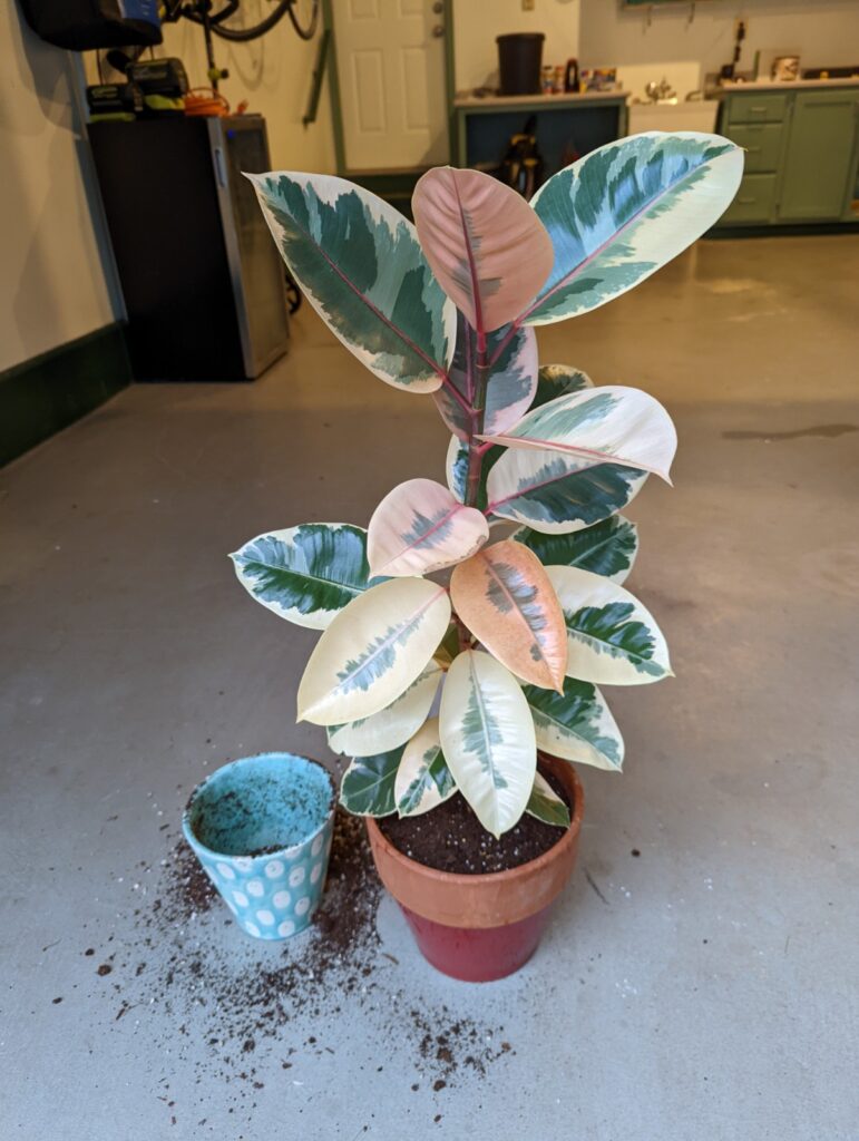 repotting rubber plant