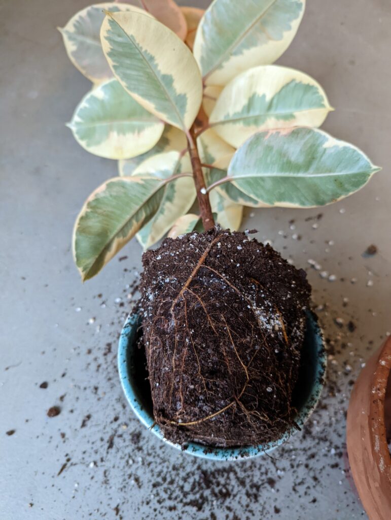 rubber plant roots