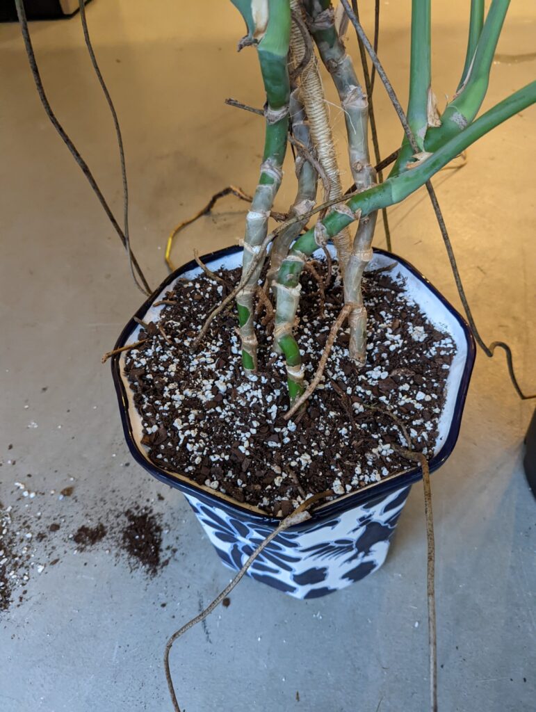 Monstera roots out of soil