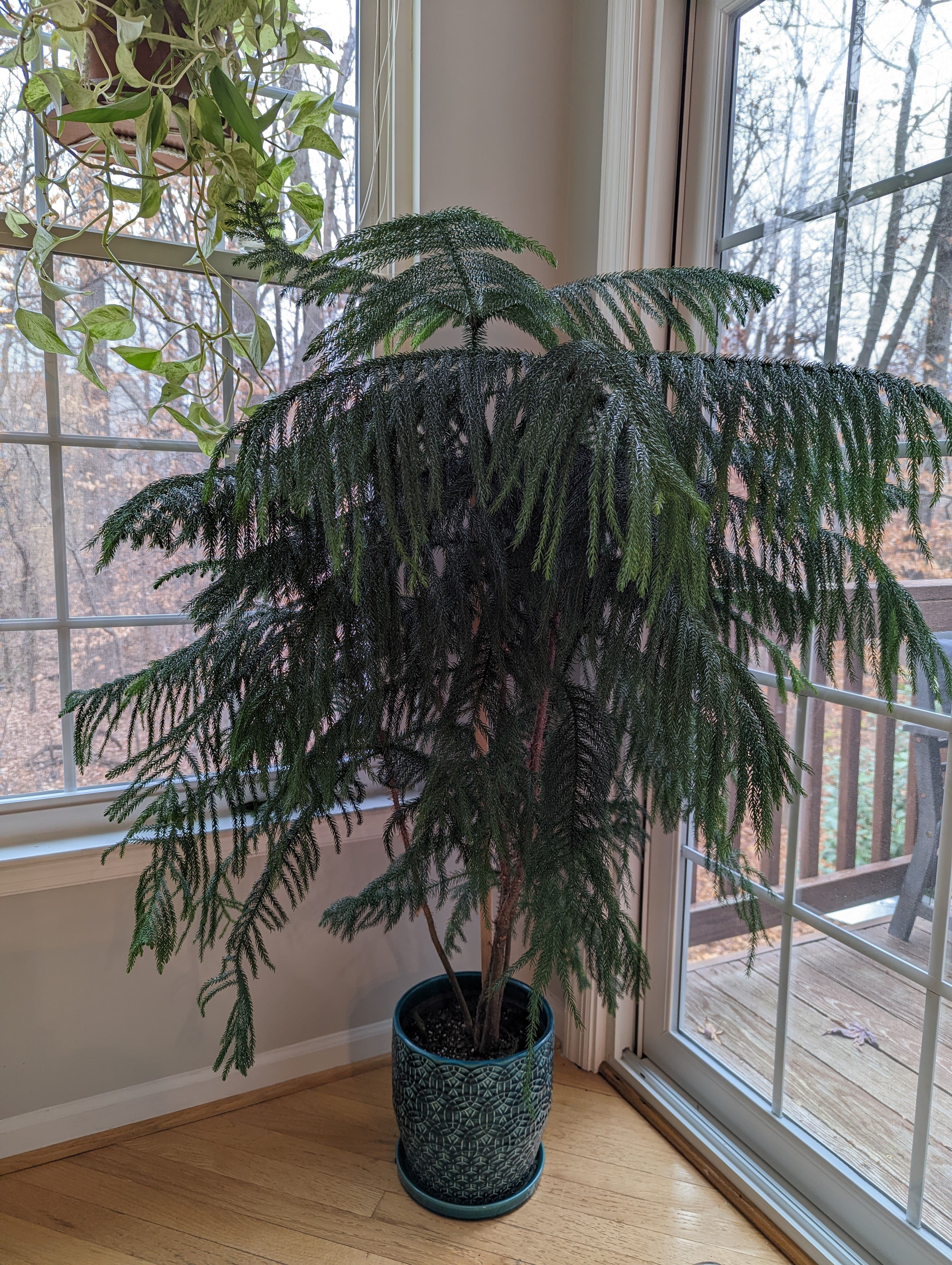 norfolk island pine growth rate