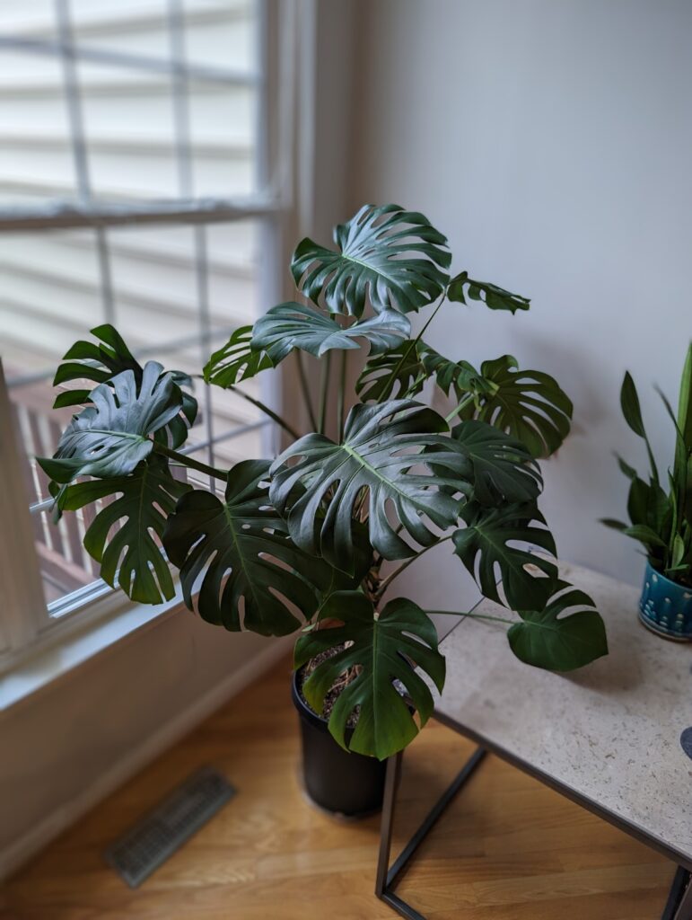 monstera deliciosa light requirements