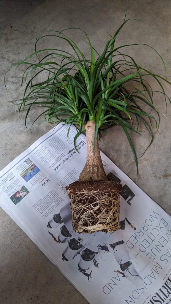 Ponytail palm roots