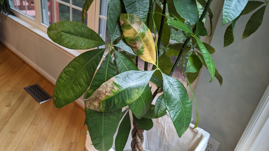 Money Tree plant problems