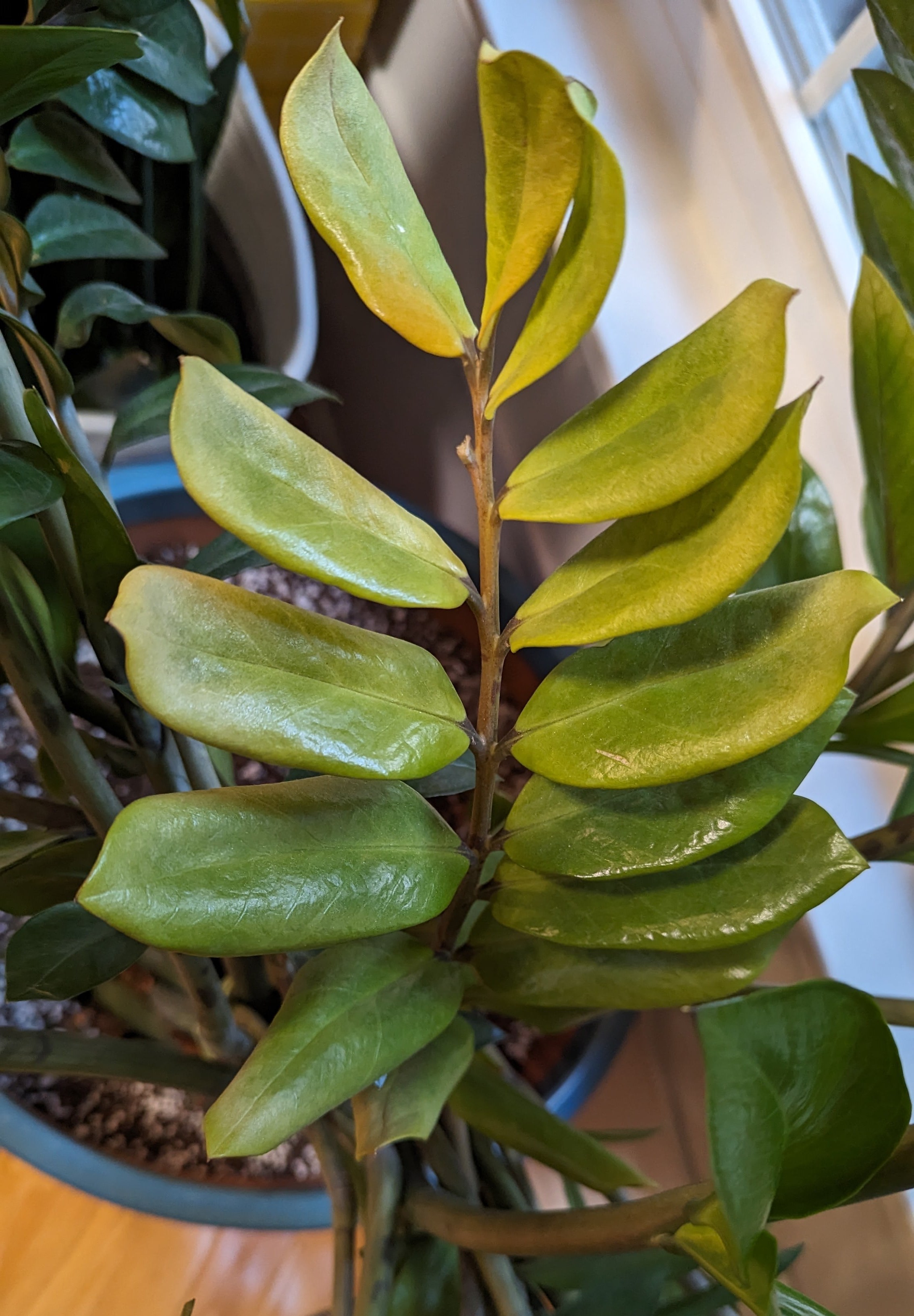 zz plant turning yellow