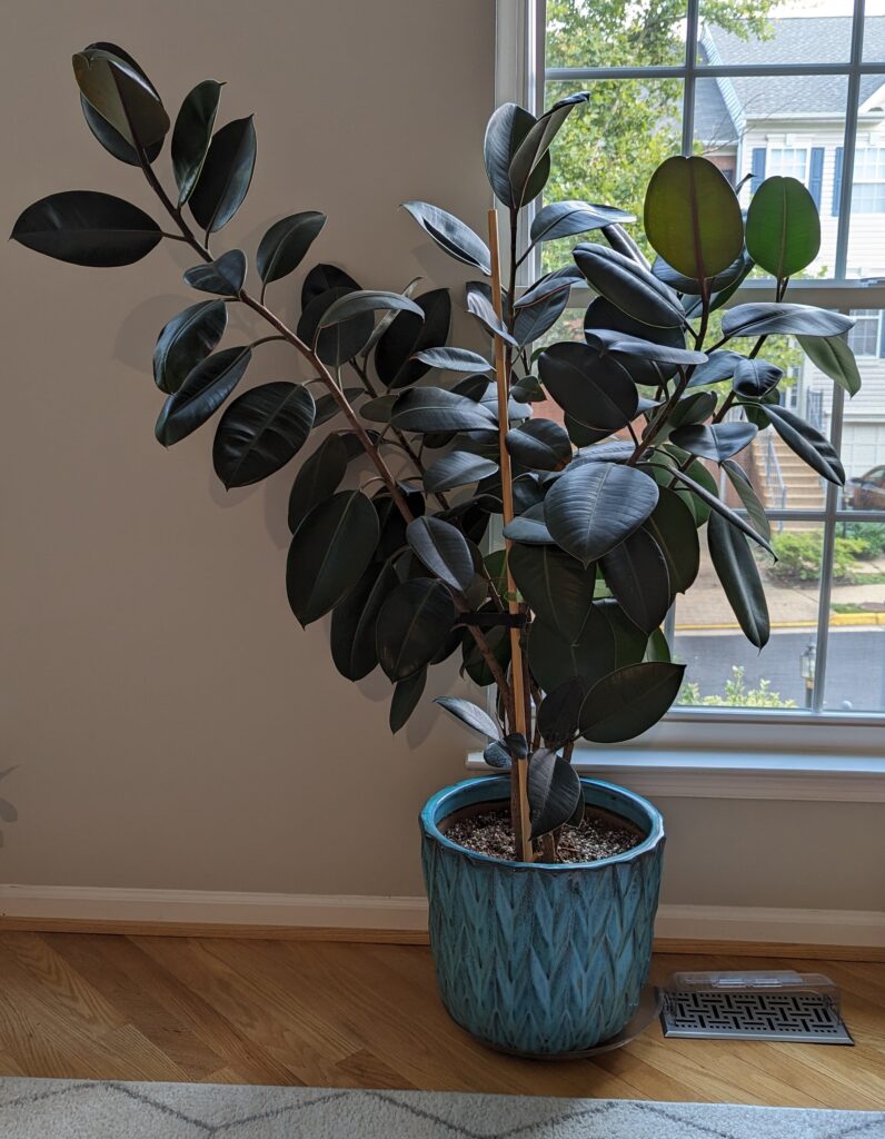 rubber tree indoor care