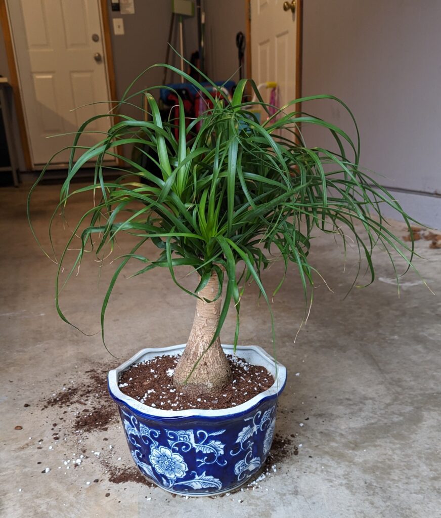 ponytail palm soil